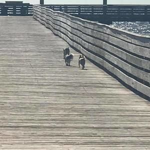 Meet your Posher, Julie